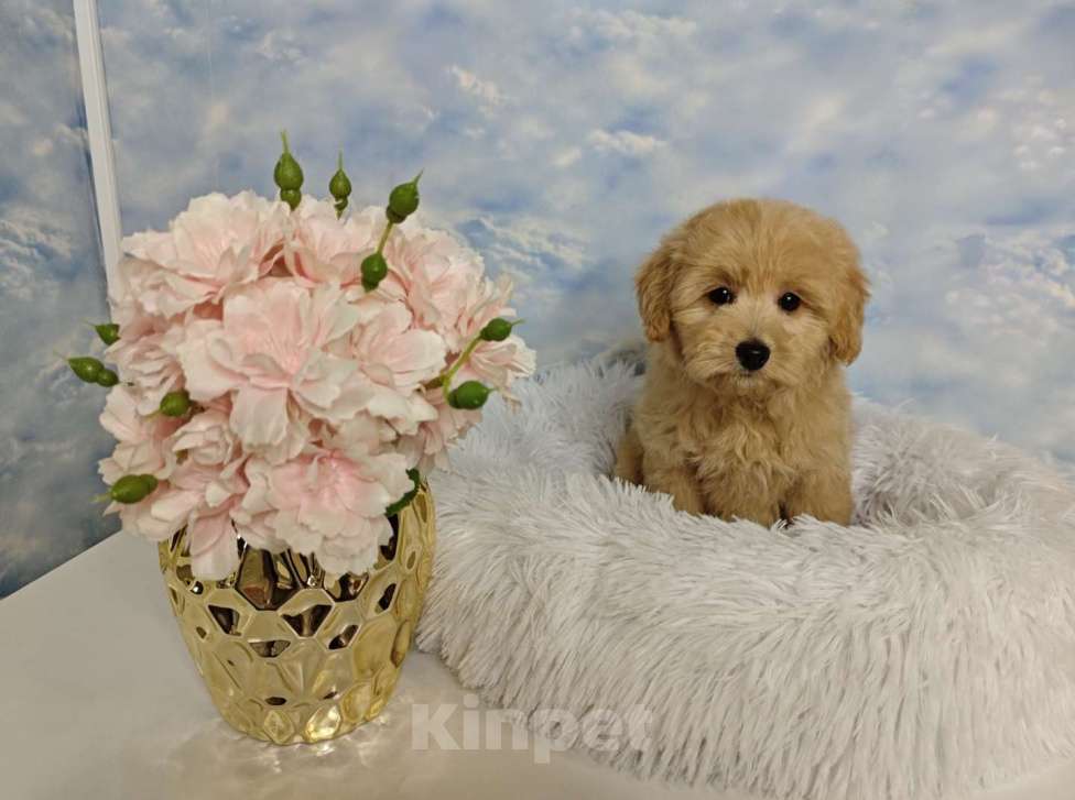 Собаки в Москве: Мальтипу девочка mini Девочка, 120 000 руб. - фото 2