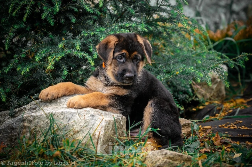 Собаки в Екатеринбурге: Щенки  Мальчик, Бесплатно - фото 7