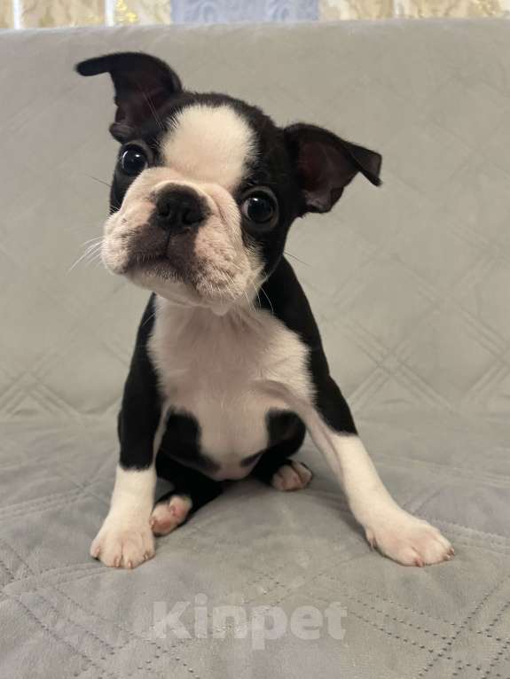 Собаки в других городах Ярославской области: Альма Бостон терьер Девочка, 65 000 руб. - фото 2