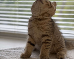 Кошки в Арзамасе: Шотландский золотой  котенок 🥰 Мальчик, 15 000 руб. - фото 8