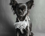 Собаки в Новосибирске: Щенок Чихуахуа  Девочка, 85 000 руб. - фото 5