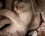 Кошки в Краснодаре: Ищем добрые и ответственные руки для котёнка 🐾 Мальчик, Бесплатно - фото 4