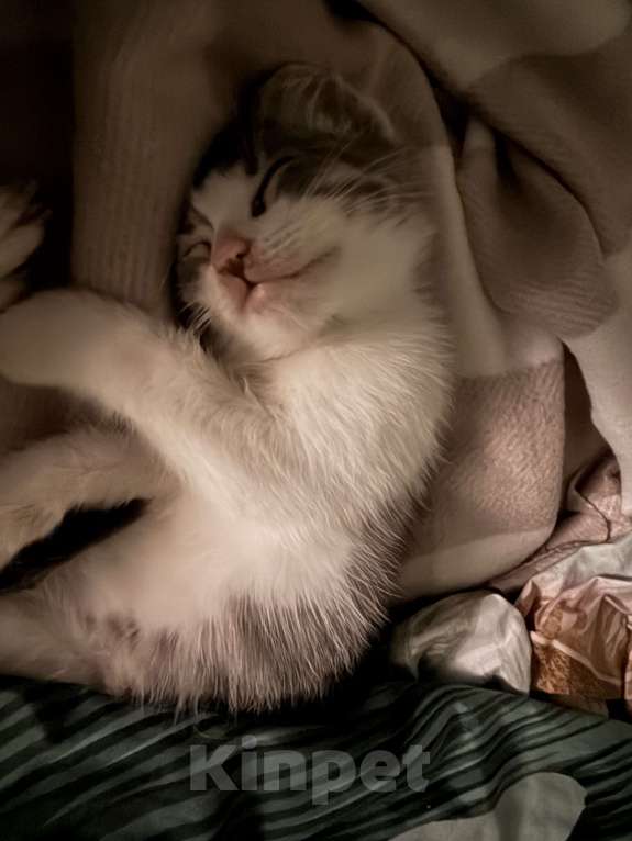 Кошки в Краснодаре: Ищем добрые и ответственные руки для котёнка 🐾 Мальчик, Бесплатно - фото 4