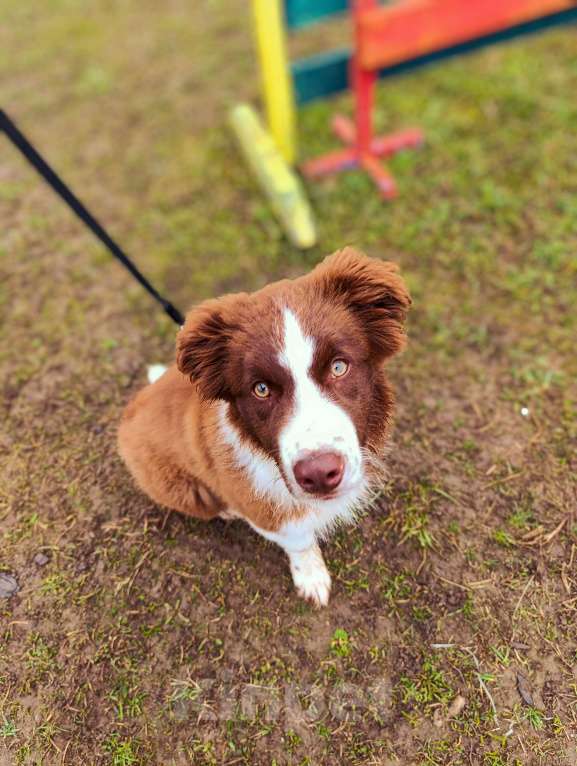 Собаки в других городах Ленинградской области: Подрощенный щенок Бордер колли Мальчик, 80 000 руб. - фото 1