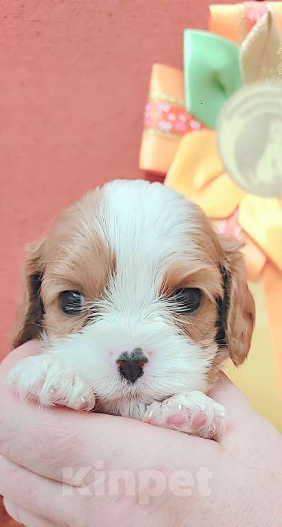 Собаки в Белгороде: Щенки кавалер кинг чарльз спаниель мальчики и девочки  Девочка, Бесплатно - фото 6