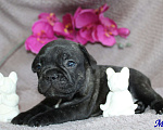 Собаки в Брянске: Французский бульдог щенки Мальчик, 30 000 руб. - фото 10