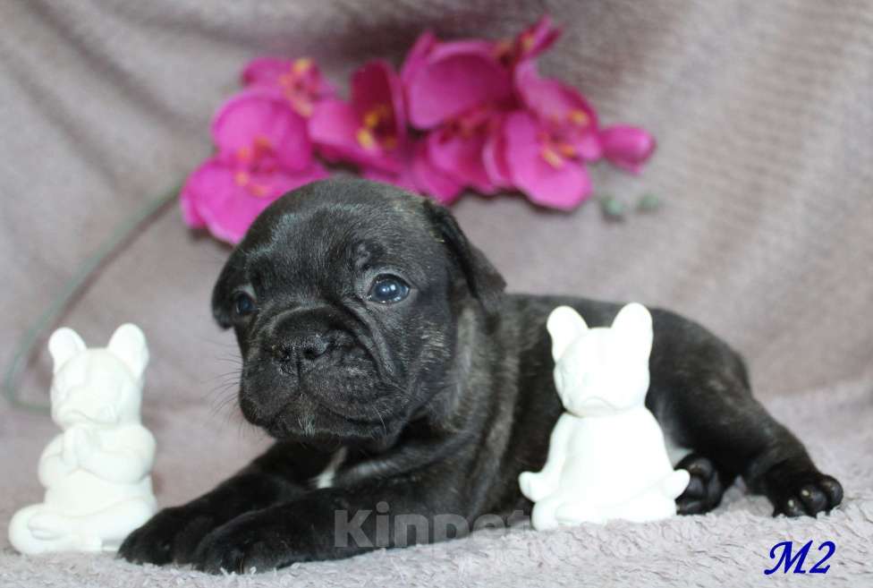 Собаки в Брянске: Французский бульдог щенки Мальчик, 30 000 руб. - фото 10