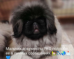 Собаки в Новосибирске: Щенки пекинеса Мальчик, 1 руб. - фото 1
