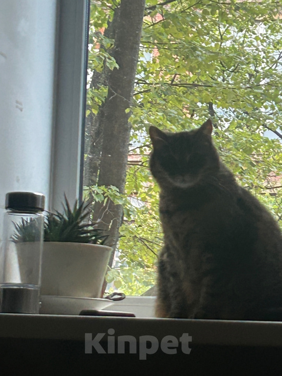 Кошки в Москве: Кошка в добрые руки Девочка, Бесплатно - фото 2