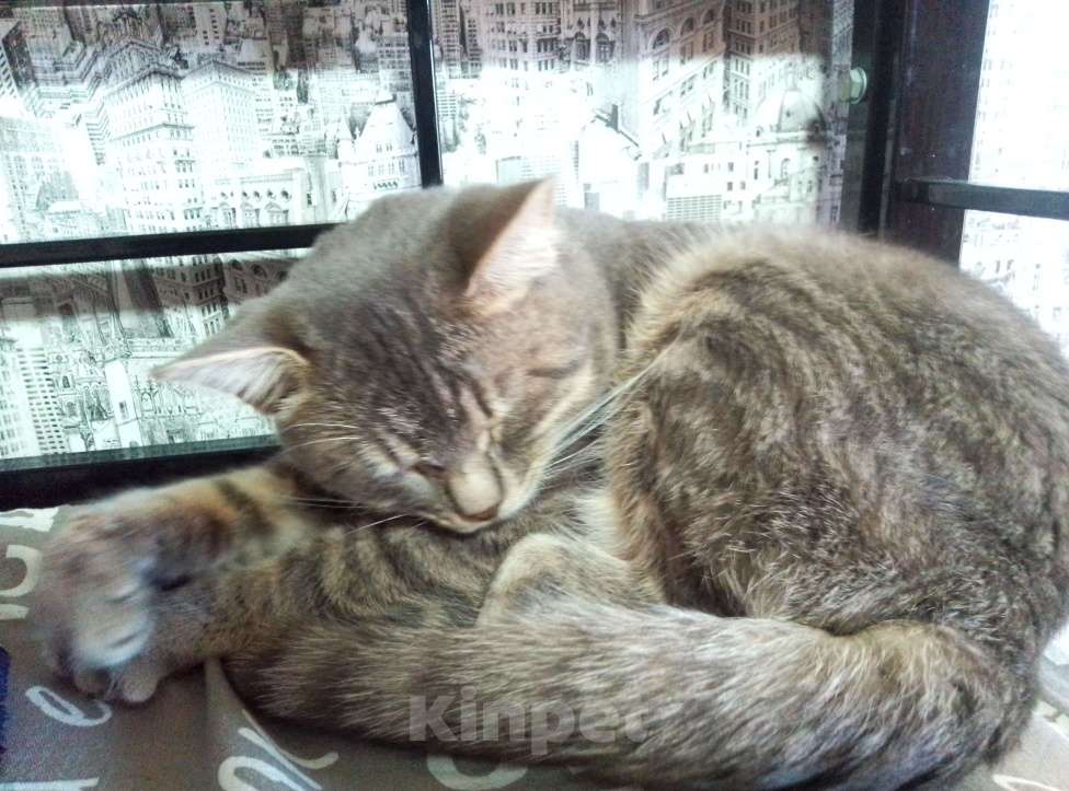 Кошки в Саратове: Кот Мальчик, Бесплатно - фото 2