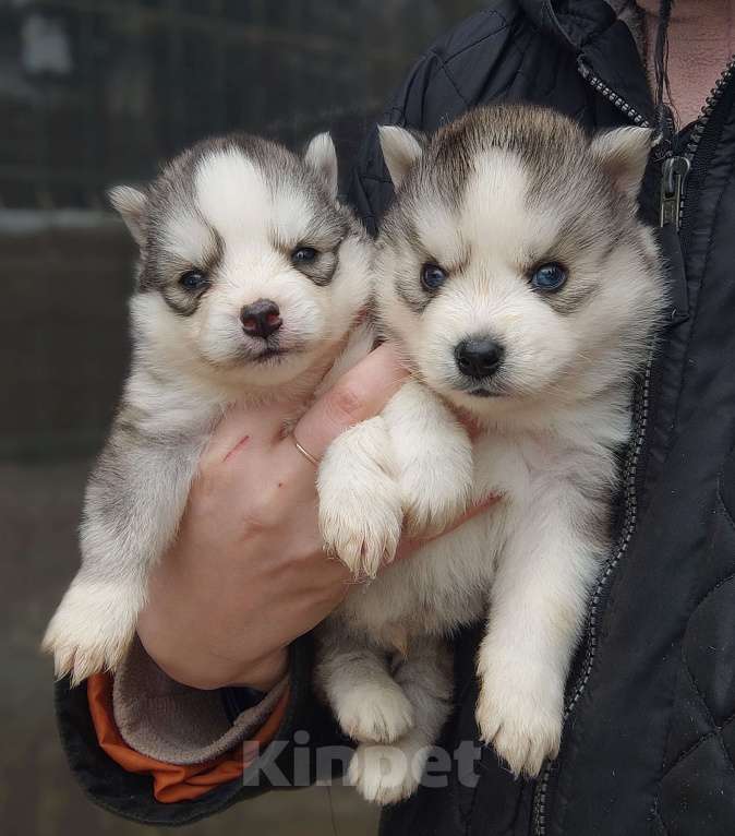 Собаки в Санкт-Петербурге: Малая Сибирская Собака Хапика Мальчик, 50 000 руб. - фото 4