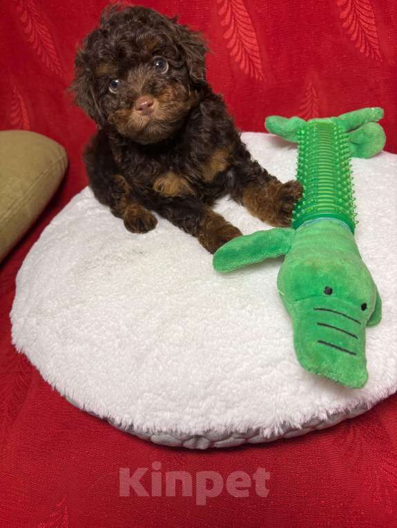 Собаки в Москве: Той  пудель-   Мальчик  той Мальчик, 43 000 руб. - фото 1