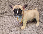 Собаки в Бронницах: Щенки французского бульдога Мальчик, 20 000 руб. - фото 2