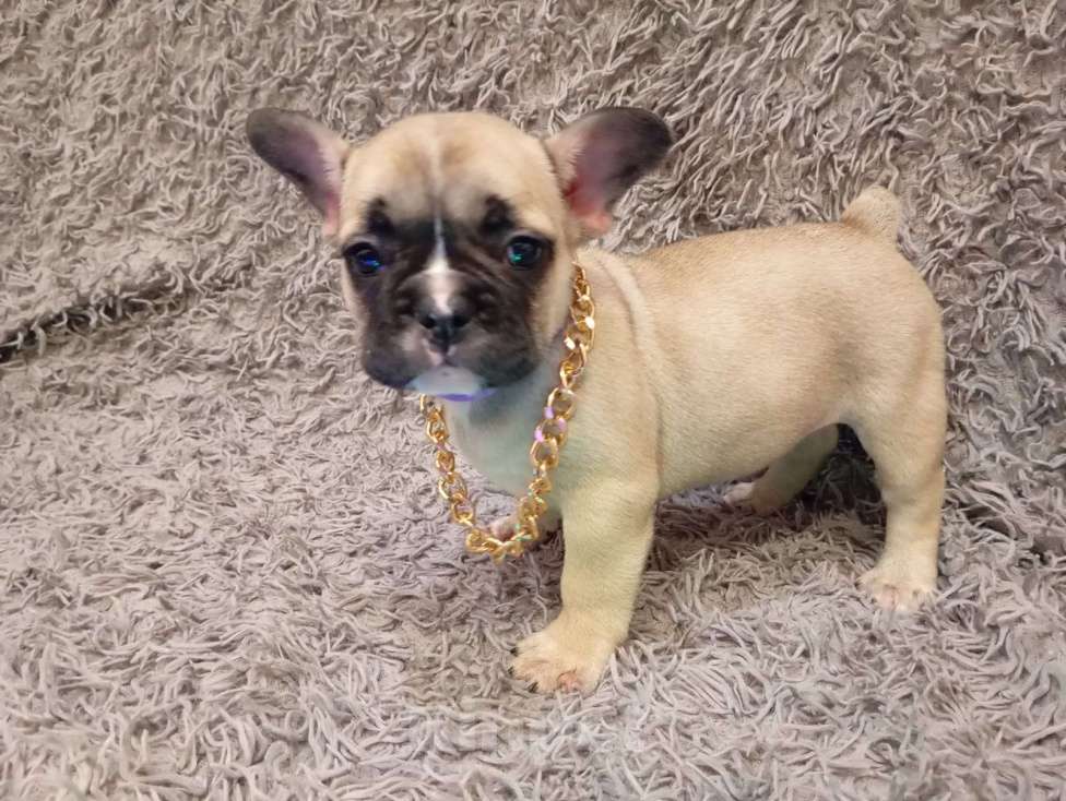 Собаки в Бронницах: Щенки французского бульдога Мальчик, 20 000 руб. - фото 2