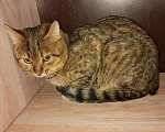 Кошки в Барнауле: Бенгальские котята., 6 000 руб. - фото 3