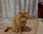 Кошки в Микуне: Кот для вязки экзотической породы, 3 000 руб. - фото 5