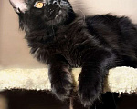 Кошки в Брянске: Мейн-кун. Дариан. Окрас черный солид Мальчик, 38 000 руб. - фото 3