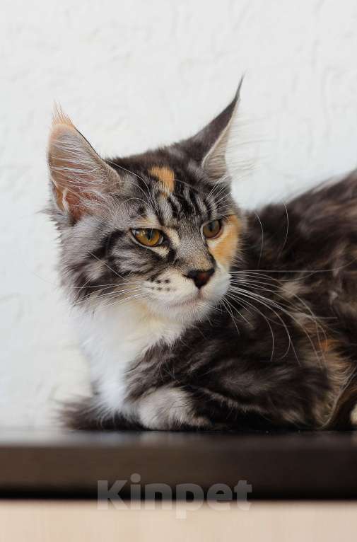 Кошки в Екатеринбурге: мейн-кун полидакт  Девочка, 30 000 руб. - фото 4