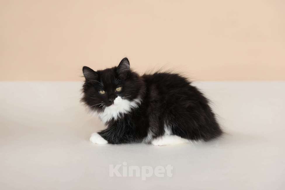 Кошки в Серпухове: Хмель Русские Цветы Курильский Бобтейл Мальчик, 90 000 руб. - фото 2