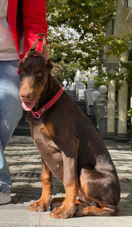 Собаки в других городах Московской области: Щенок добермана Девочка, 100 000 руб. - фото 1