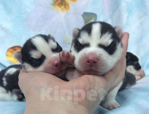 Собаки в Котельнике: Хаски Щенки Разных окрасов Разнополые, Бесплатно - фото 1