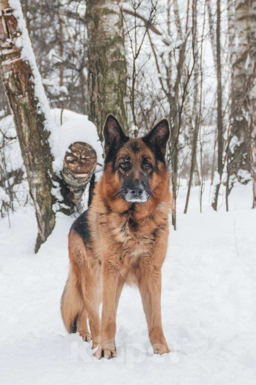 Собаки в Москве: Немецкая овчарка ищет дом Мальчик, Бесплатно - фото 2