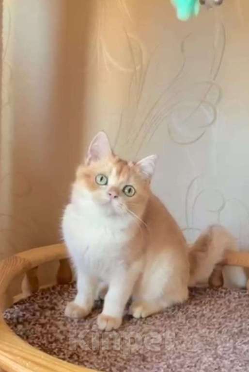 Кошки в Волгограде: Котик золотая шиншилла Мальчик, 10 000 руб. - фото 3