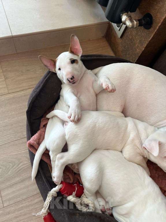 Собаки в Москве: миниатюрный бультерьер щенки Девочка, Бесплатно - фото 3