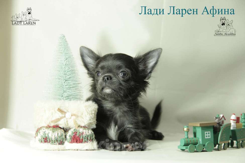 Собаки в Москве: Щенки чихуахуа Мальчик, Бесплатно - фото 1