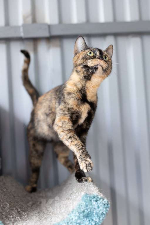 Кошки в Зеленограде: Кошечка Бонька 3 года в добрые руки Девочка, Бесплатно - фото 5