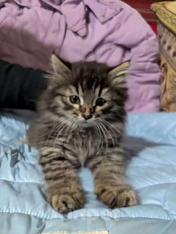 Кошки в Москве: Котенок мальчик 2 месяца Мальчик, Бесплатно - фото 3