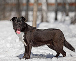 Собаки в Москве: Коржик Мальчик, Бесплатно - фото 2