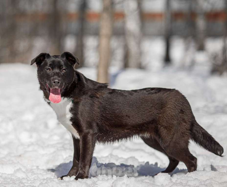 Собаки в Москве: Коржик Мальчик, Бесплатно - фото 2