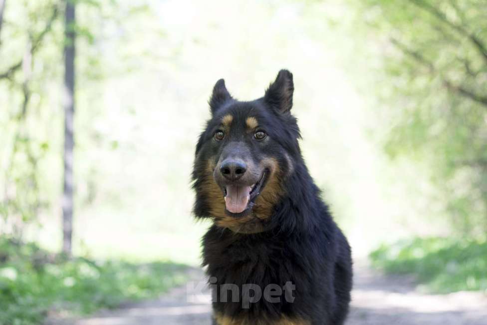 Собаки в Москве: Джонни Мальчик, Бесплатно - фото 1