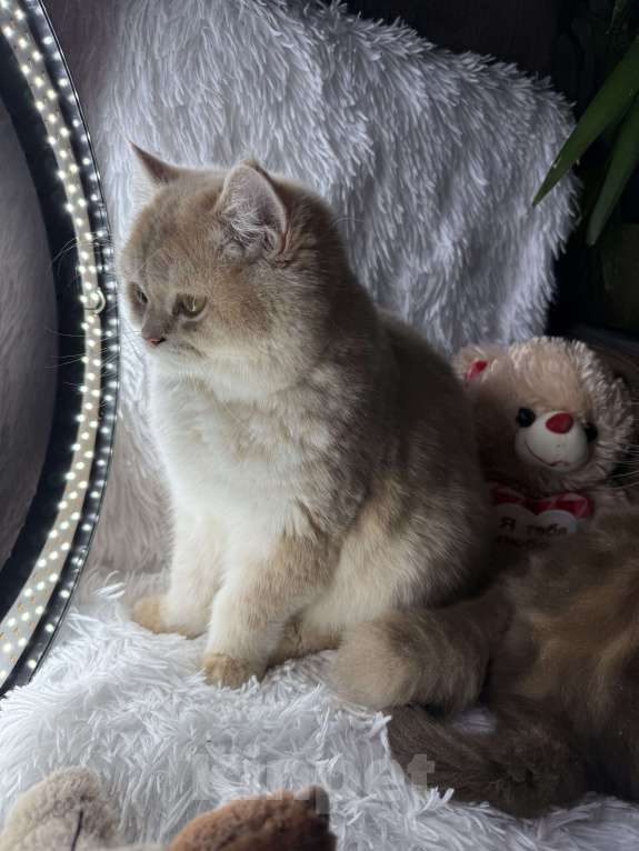 Кошки в Люберцах: Шотландский котенок Мальчик, Бесплатно - фото 2