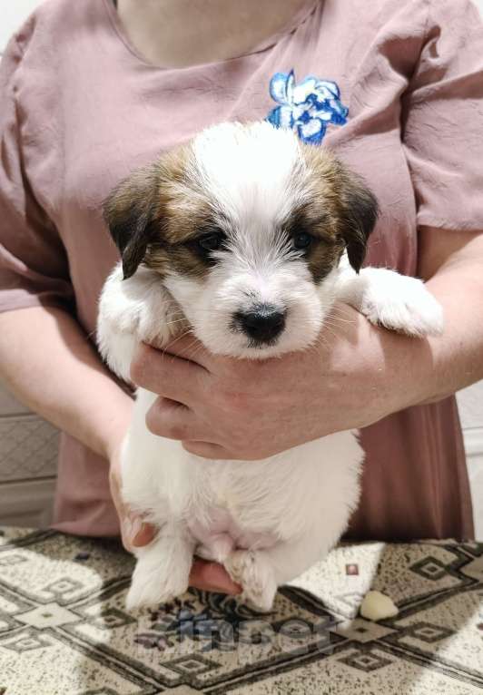 Собаки в Москве: Высокопородные щенки Джек Рассел терьера Мальчик, Бесплатно - фото 9