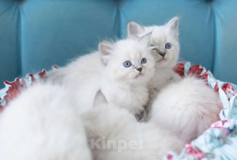 Кошки в Москве: Рэгдолл котики Мальчик, 26 000 руб. - фото 2