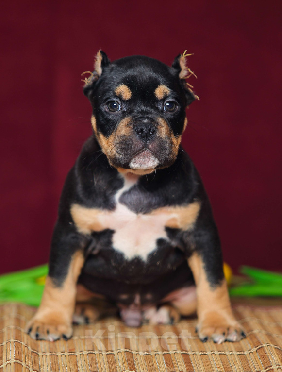 Собаки в Обнинске: Кобели булли черный триколор Мальчик, 150 000 руб. - фото 2