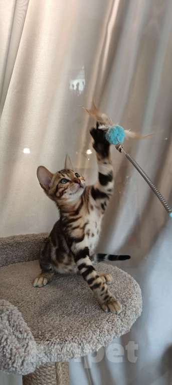 Кошки в других городах Свердловской области: Продажа чистопородных бенгальских котят Мальчик, Бесплатно - фото 8