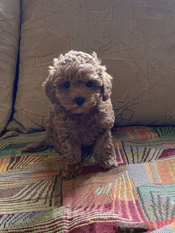 Собаки в Санкт-Петербурге: Очаровательная девочка той пуделя Девочка, Бесплатно - фото 4