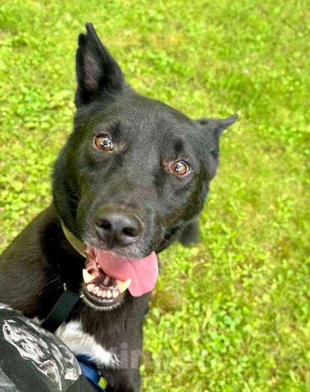 Собаки в Москве: Угрозами сдали в приют. Собака Князь в добрые руки Мальчик, Бесплатно - фото 3