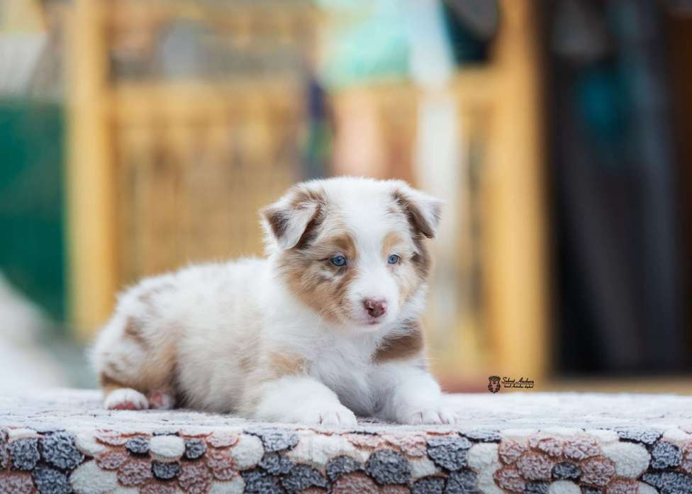 Собаки в Москве: Австралийская овчарка, аусси Девочка, 150 000 руб. - фото 3
