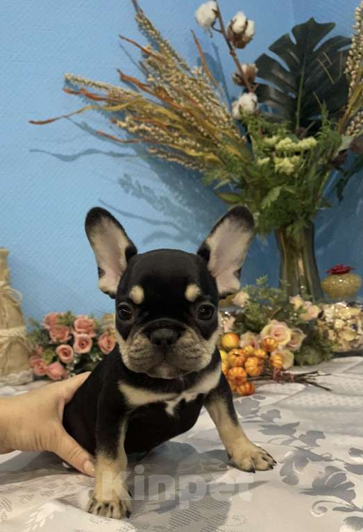Собаки в других городах Ямало-Ненецкого автономного округа: Щеночки французики Девочка, 50 000 руб. - фото 2