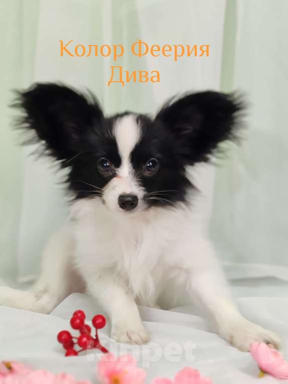 Собаки в Подольске: Папильон щенки Мальчик, Бесплатно - фото 4