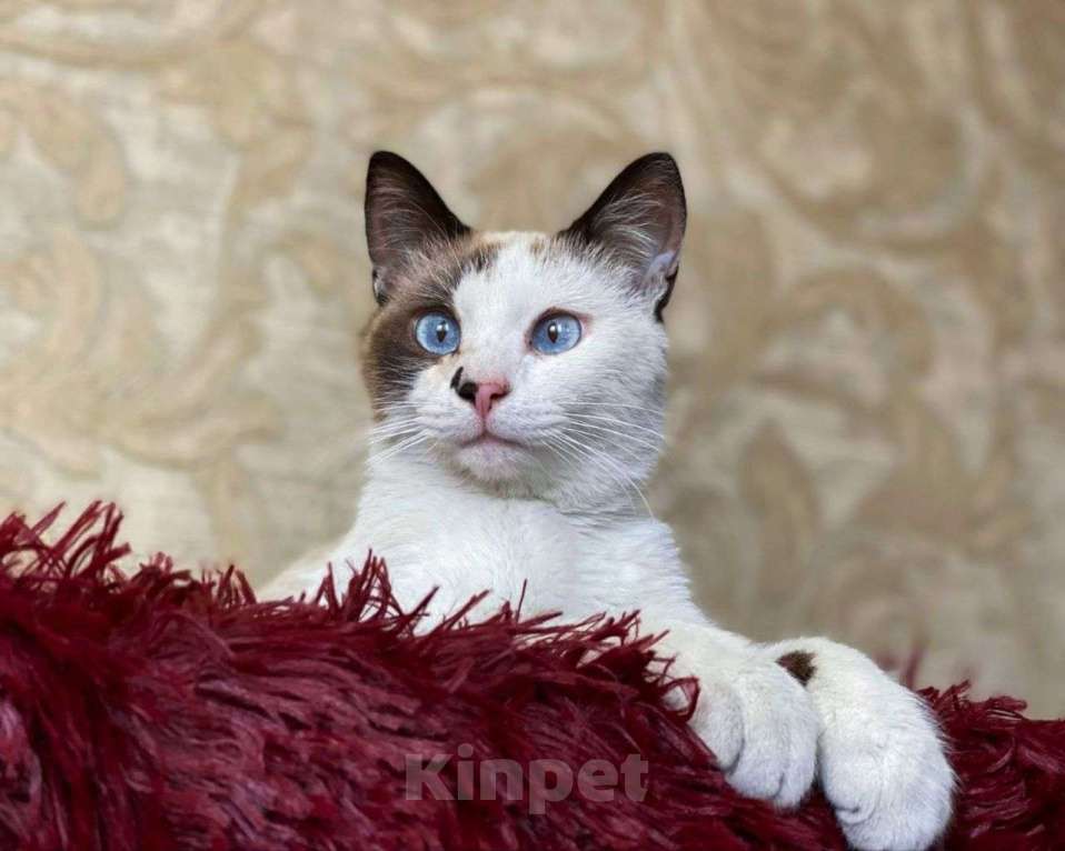 Кошки в Москве: Котик Сырок ищет дом Мальчик, Бесплатно - фото 2