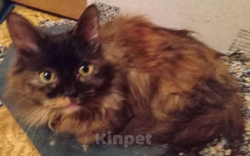 Кошки в Москве: Шоколадно-рыжая сибирская малышка Девочка, Бесплатно - фото 4