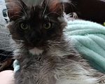 Кошки в Москве: Крупный Мальчик Мальчик, 50 000 руб. - фото 2