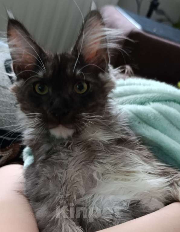 Кошки в Москве: Крупный Мальчик Мальчик, 50 000 руб. - фото 2