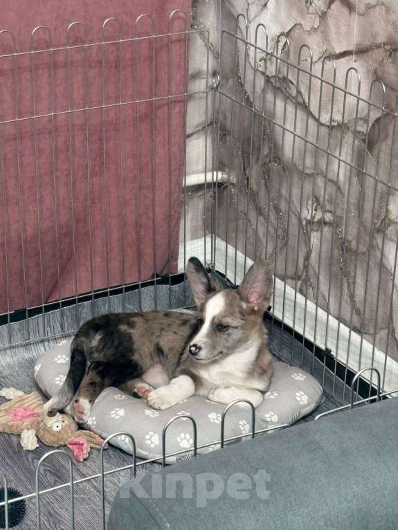 Собаки в Санкт-Петербурге: Щенок корги Девочка, 30 000 руб. - фото 2