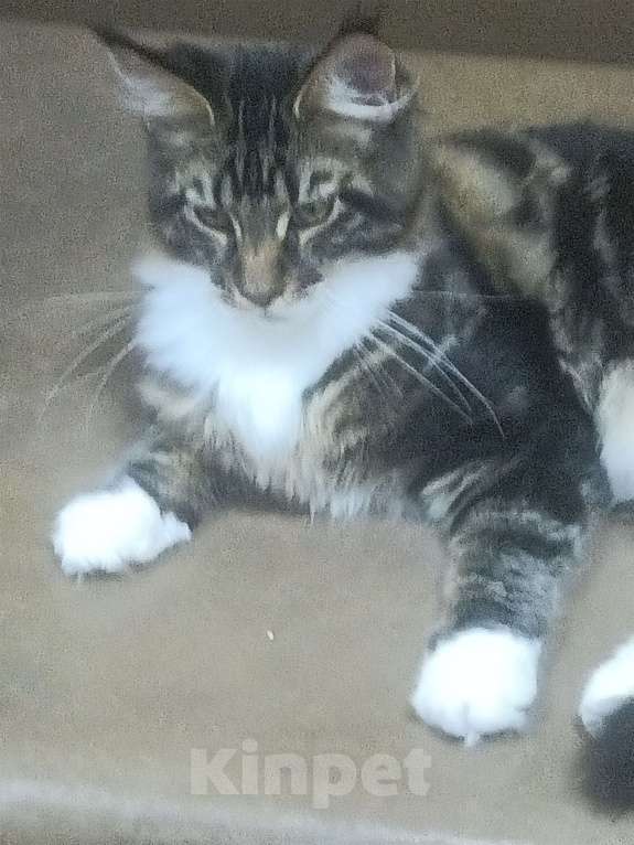 Кошки в Озерске:  Котята мейн- кун Мальчик, 45 000 руб. - фото 4